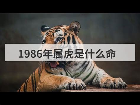 1986 丙寅|【1986年是什麼虎】1986年生肖虎運勢大揭密：今年「不一般。